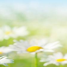 Karikakrapõllu tükk